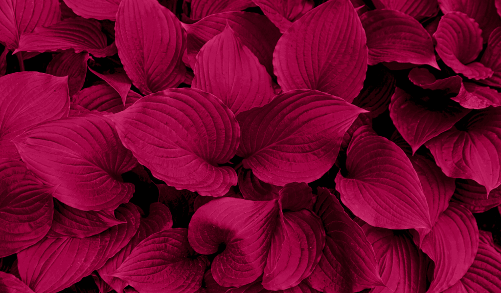 Nahaufnahme von leuchtend magentafarbenen Blättern mit strukturierten Adern, die ein kühnes und dramatisches Bild ergeben