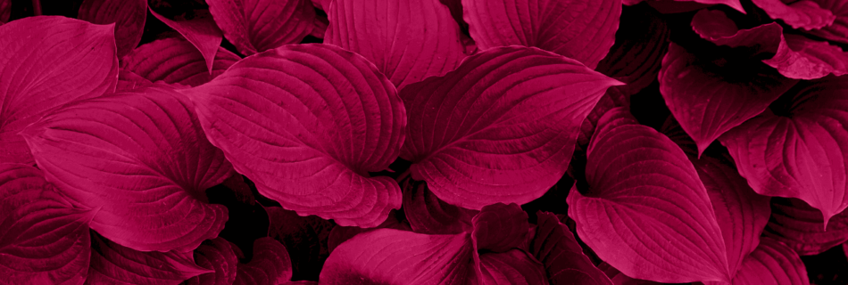 Nahaufnahme von leuchtend magentafarbenen Blättern mit strukturierten Adern, die ein kühnes und dramatisches Bild ergeben