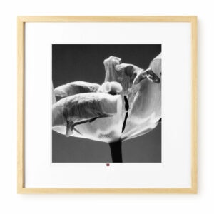 Kunstfotografie 'Flower of Cordiality' 50x50cm