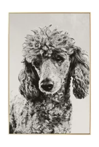KL03933-hund-pudel-schwarz-weiss-foto-print-fotokunst-kunstfotografie-gerahmte-fotografie-01