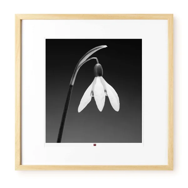 kunstfotografie blume der dankbarkeit