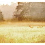 eine Tapete in gelber Farbe mit einem Hirsch in einem Wald Hintergrund