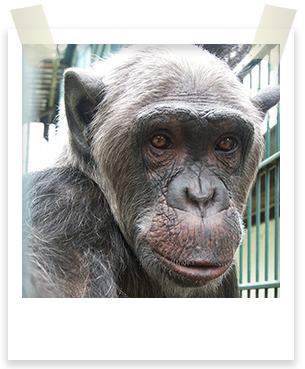 Affe Bibi Nicki Tierpark Gettorf malen Kunstwerke Kunst Kunstloft