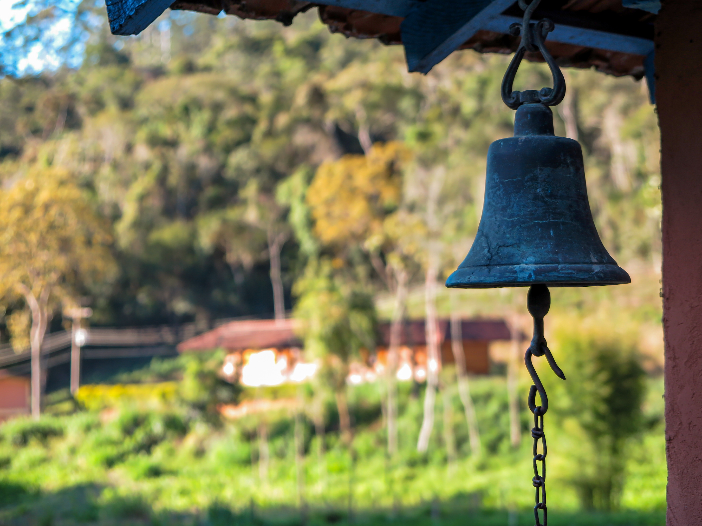 ein Bild eines Windspiels